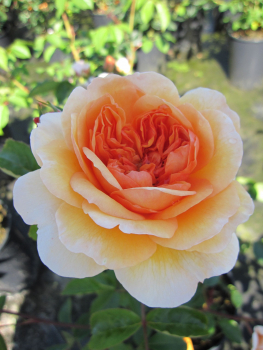 Englische Rose Port Sunligt